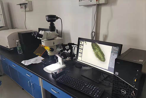 体视荧光显微镜助力河南科技大学昆虫观察