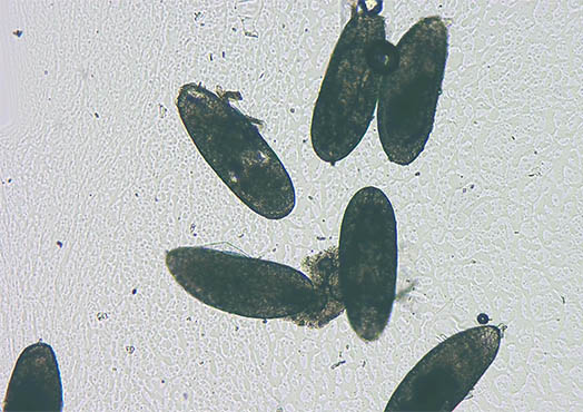 倒置显微镜下果蝇虫卵2.jpg