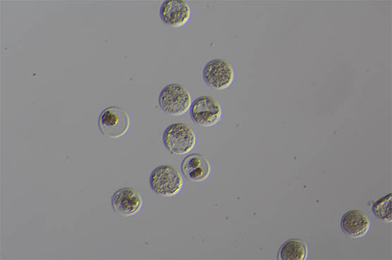 显微镜相机下的活体胚胎.jpg