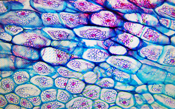 倒置显微镜下的植物根茎1.jpg