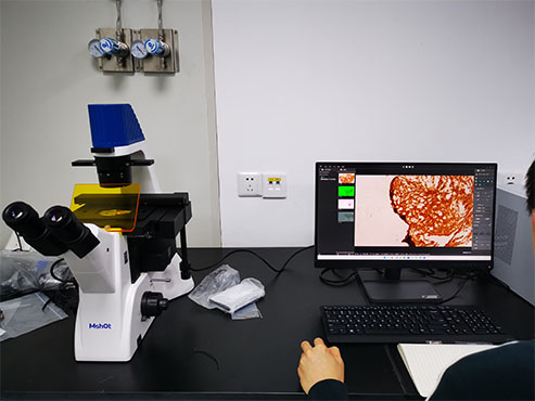 明美倒置荧光显微镜用于组织切片观察