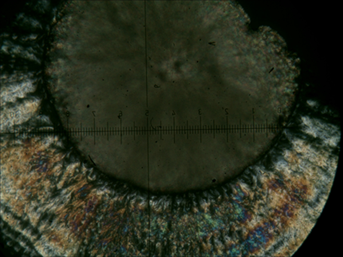 500万像素国产显微镜相机拍摄的烟酰胺1.jpg