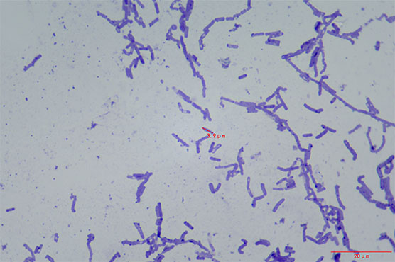生物显微镜下的细胞爬片1.jpg