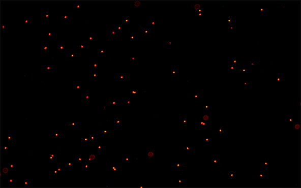 倒置荧光显微镜下的荧光.jpg