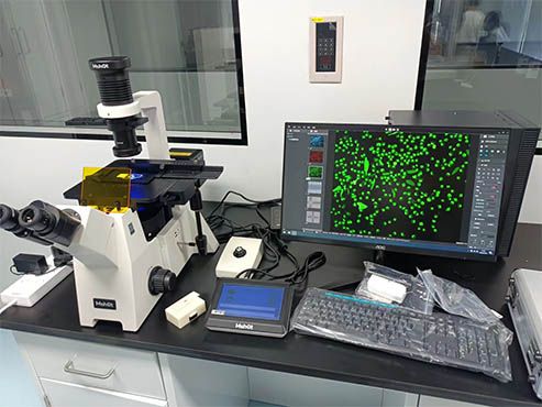 明美倒置荧光显微镜用于活细胞研究-mRNA重组领域