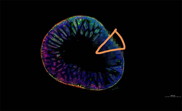 【案例】明美倒置荧光显微镜用于细胞荧光染色