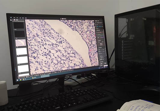 倒置荧光显微镜MF52下的细胞1.jpg