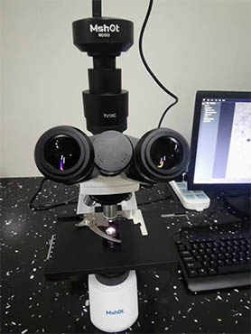 偏光显微镜ML31-P.jpg