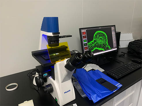 明美倒置荧光显微镜助力广东某实验室细胞观察