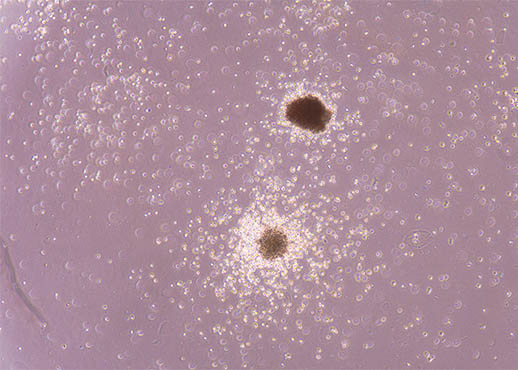 倒置显微镜人造血组织2.jpg