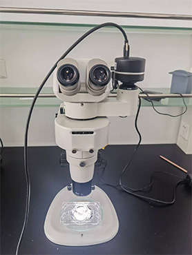 明美体视荧光显微镜观察鼠肺用于肺癌研究