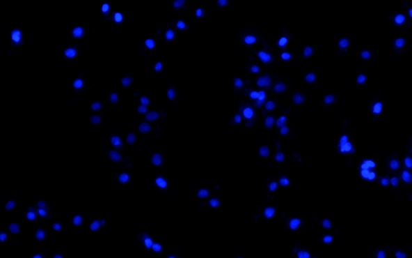 倒置荧光显微镜MF52-N_3.jpg
