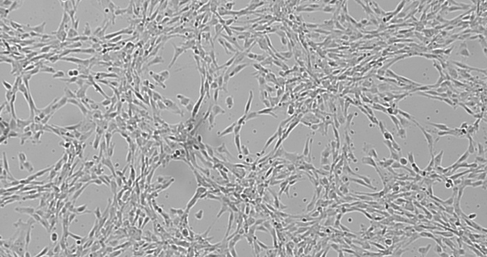 明美细胞工厂显微镜用于细胞治疗