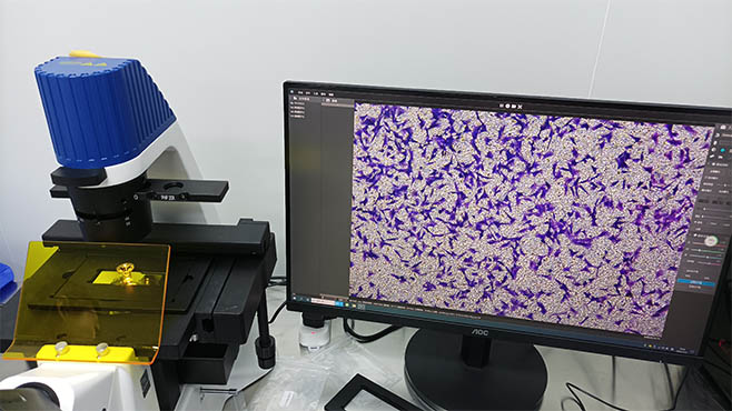 明美倒置荧光显微镜助力广东某研究所用于活细胞荧光转染观察