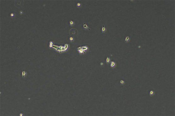 明美显微镜相机应用于活细胞成像
