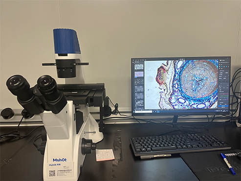 细胞培养推荐什么显微镜看？