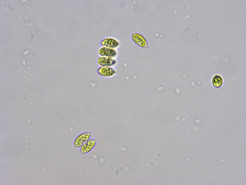 生物显微镜ML31下的绿藻（榄形）.jpg