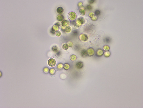 生物显微镜ML31下的绿藻（圆形）.jpg