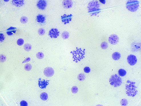明美生物显微镜ML51-N下的染色体观察分析