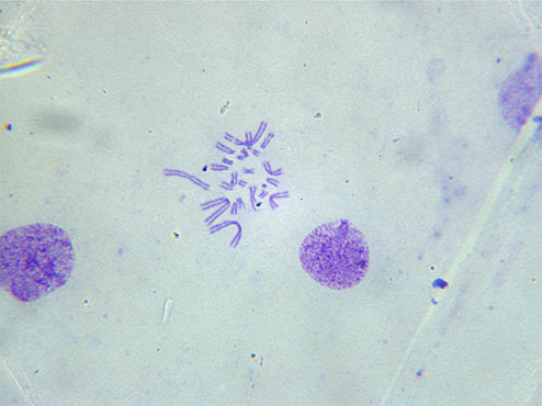 生物显微镜ML51-N2.jpg