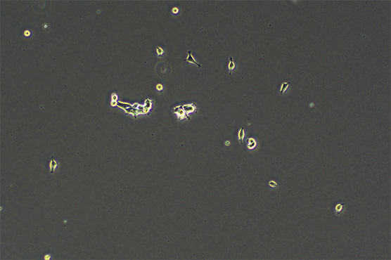倒置显微镜MI52-N1.jpg