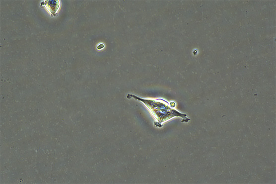 倒置显微镜MI52-N2.jpg
