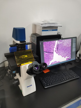 荧光生物显微镜MF52-M应用于生科院细胞和组织切片观察