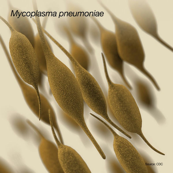 01_Mycoplasma pneumoniae肺炎支原体.jpg