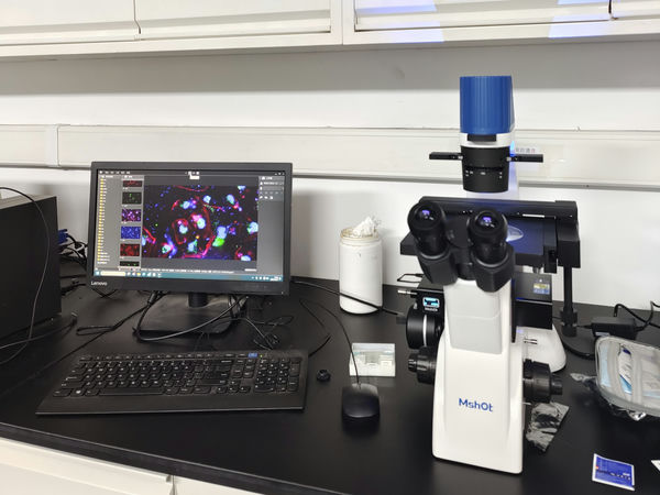 明美倒置荧光显微镜助力细胞治疗新药研发
