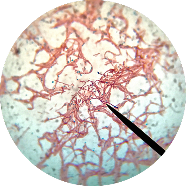 生物显微镜ML31下的枯草杆菌