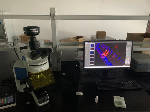 明美研究级荧光显微镜MF43-N：荧光切片观察好帮手