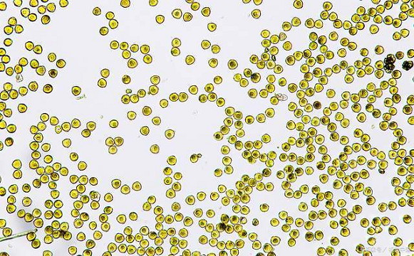 食药监局药品安全评价实验室的显微镜应用